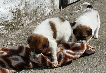2 Babies_i1