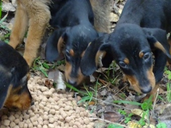 3 puppies_i1 3 puppies_i1