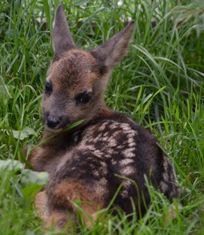 Bambi _i1 Bambi _i1