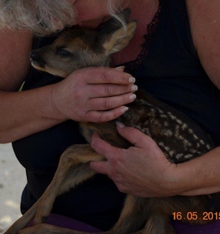 Bambi _i2