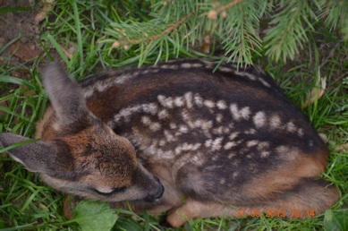 Bambi _i3