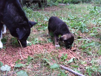 Futterplatz 2_schfer und Puppi_i1