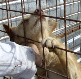 Hund bei Hand_i4