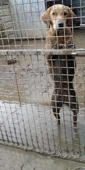 Hund im Gatsch_i2