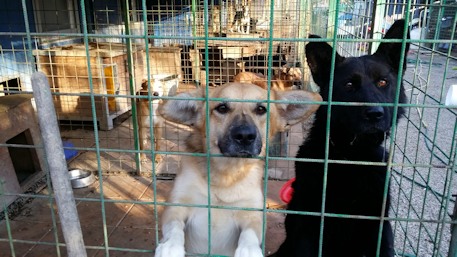 Hunde im Zwinger_i1