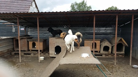 Hundehtten_i