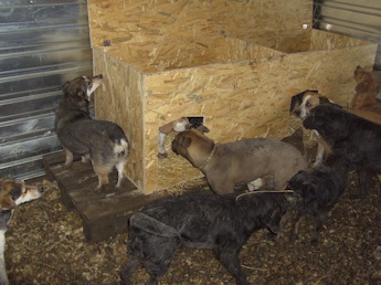 Htte links mit Hunden_i5