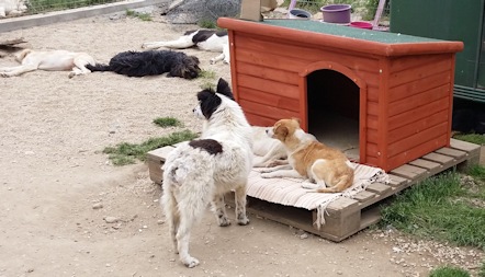 Htten u Hunde_i2
