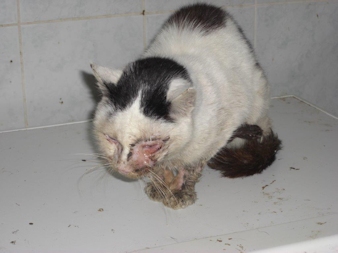 Lucky Kater_i1