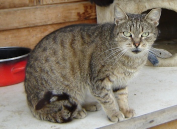 Tigerkater_i1