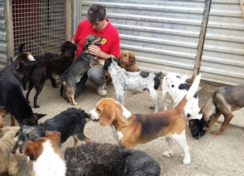 Viele Hunde und Christian_i2